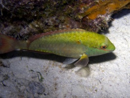 IMG 3821 Redband Parrotfish